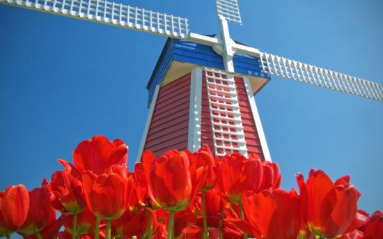 Amsterdam blue skies red flowers tulips windmills 1920x1200 wallpaper